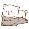 michi mocha cats 19