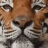 Bellos Animales 17
