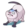 Cats 12