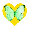 Mariposas en corazón amarillo 1 mov 19