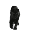 Bellos Animales 18
