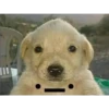 shitpost chanero 22