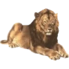 Bellos Animales 21