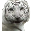 Bellos Animales 22