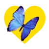 Mariposas en corazón amarillo 1 mov 24