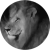 Bellos Animales 27