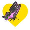 Mariposas en corazón amarillo 1 mov 26