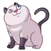 Cats 14