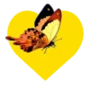 Mariposas en corazón amarillo 1 mov 29