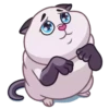 Cats 18