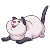 Cats 19