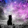 Black cat 2y relleno 5