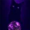 Black cat 2y relleno 9