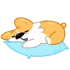Perro gracioso mov 8