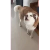Husky Logan & friends 11