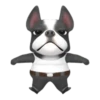 Funny dog 1 mov 7