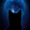 Black cat 2y relleno 12