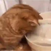 Meme Simpático . mov 14