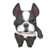 Funny dog 1 mov 10