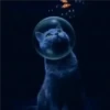 Black cat 2y relleno 14