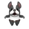 Funny dog 1 mov 11