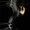 Black cat 2y relleno 17