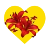 Flores en corazón amarillo mov 15