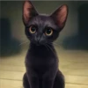 Black cat 2y relleno 18