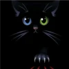 Black cat 2y relleno 19
