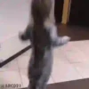 Meme Simpático . mov 18