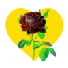 Flores en corazón amarillo mov 17