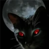 Black cat 2y relleno 21