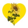Flores en corazón amarillo mov 19