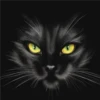 Black cat 2y relleno 22