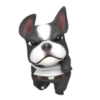 Funny dog 1 mov 17