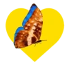 Mariposas y flores en corazón amarillo mov 22