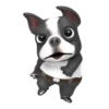 Funny dog 1 mov 19