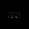 Black cat 2y relleno 24