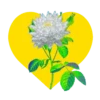 Mariposas y flores en corazón amarillo mov 25