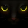 Black cat 2y relleno 26