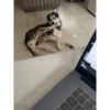 Husky Logan & friends 26