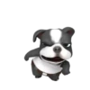 Funny dog 1 mov 23