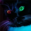 Black cat 2y relleno 29