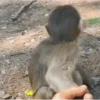 Graciosos 5