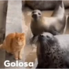 Graciosos 7