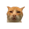 Cats 7