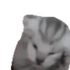 Cats 9