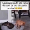 Graciosos 22