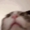 Cats 12