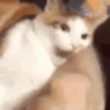 Cats 14